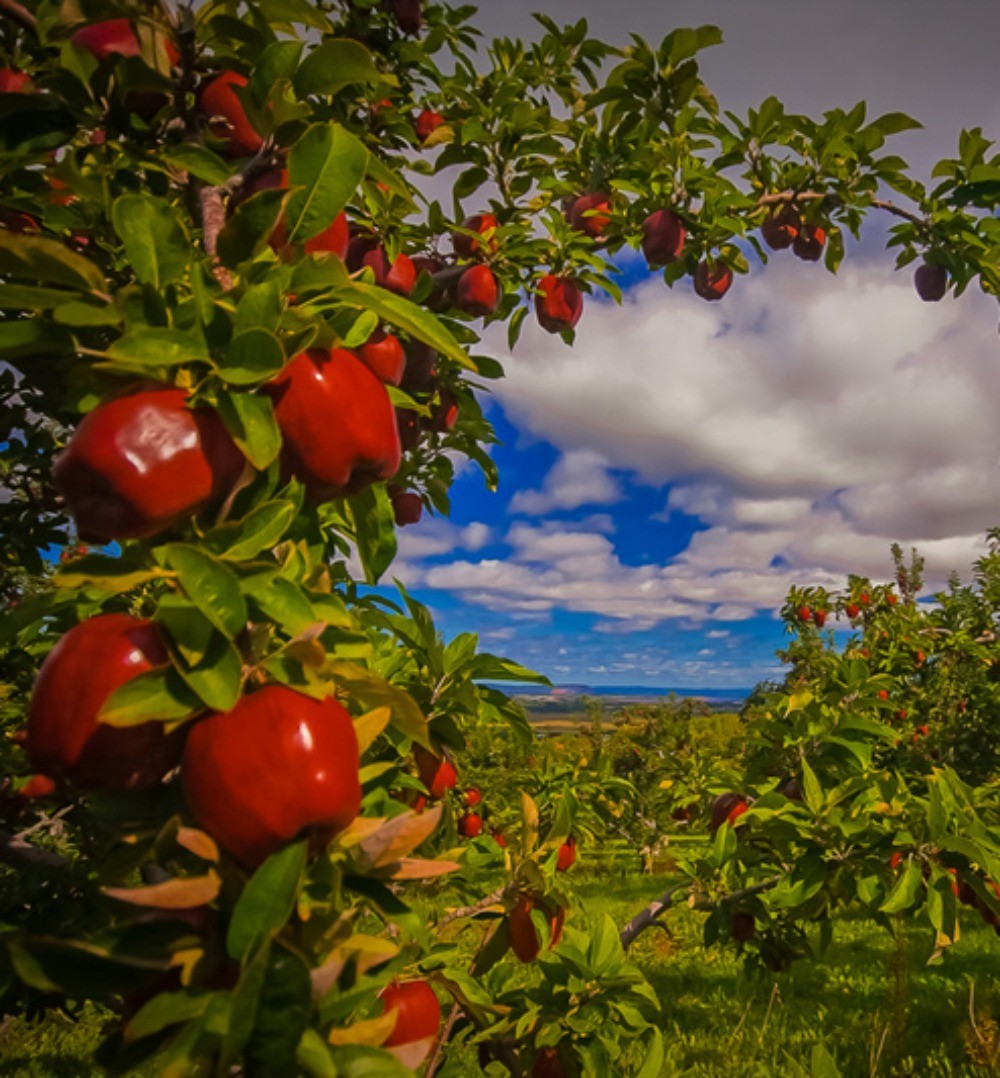 Atlantic Open Farm Day